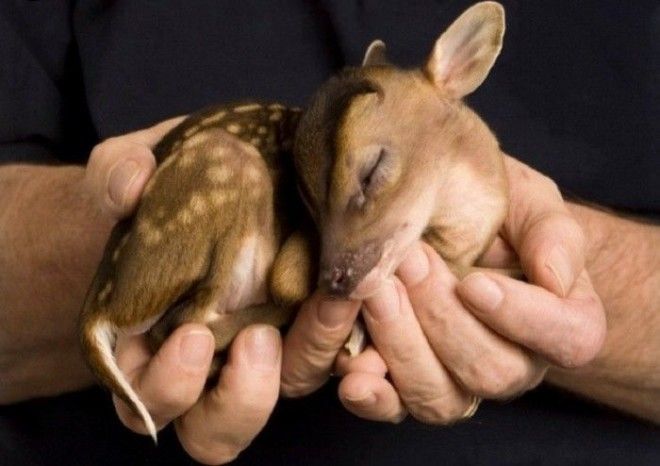 Маленький олененок может поместиться в ладонях у человека