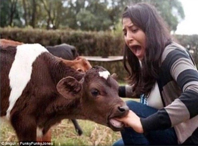 2 Корова нацелилась съесть хэндбургер животные неожиданности человек и животное