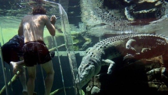 Погружение в среду обитания одного из самых больших видов крокодилов в клетке из прочного стекла