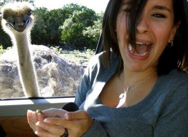 8 Комичность ситуации в том что женщина напугана внезапным появлением страуса а страус как будто нагло при этом ухмыляется животные неожиданности человек и животное