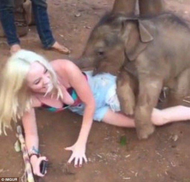7 Слоненок проявил всю свою игривость по отношению к полюбившейся ему туристке так что даже повалил ее на землю животные неожиданности человек и животное