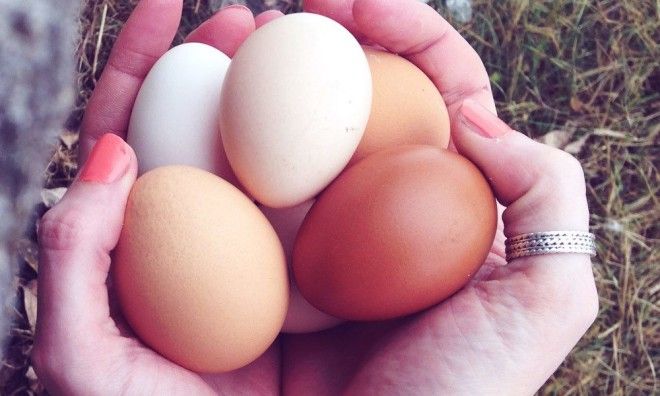 разница между коричневыми и белыми куриными яйцами