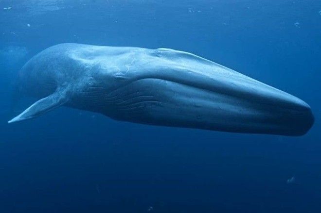 1 Синий кит гигант животные планета