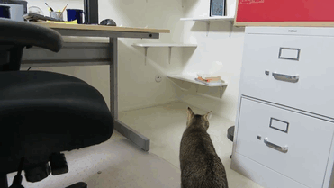 Хозяин нашел способ заставить кота самостоятельно добывать себе пищу