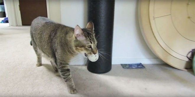 Хозяин нашел способ заставить кота самостоятельно добывать себе пищу