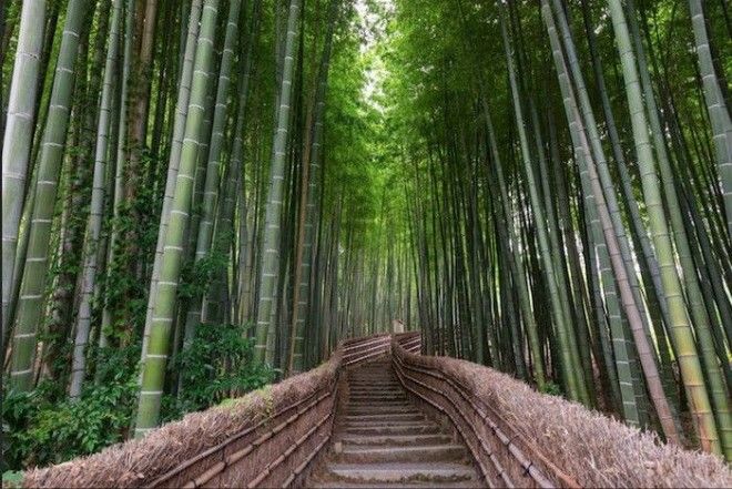 Бамбуковый тоннель в Киото
