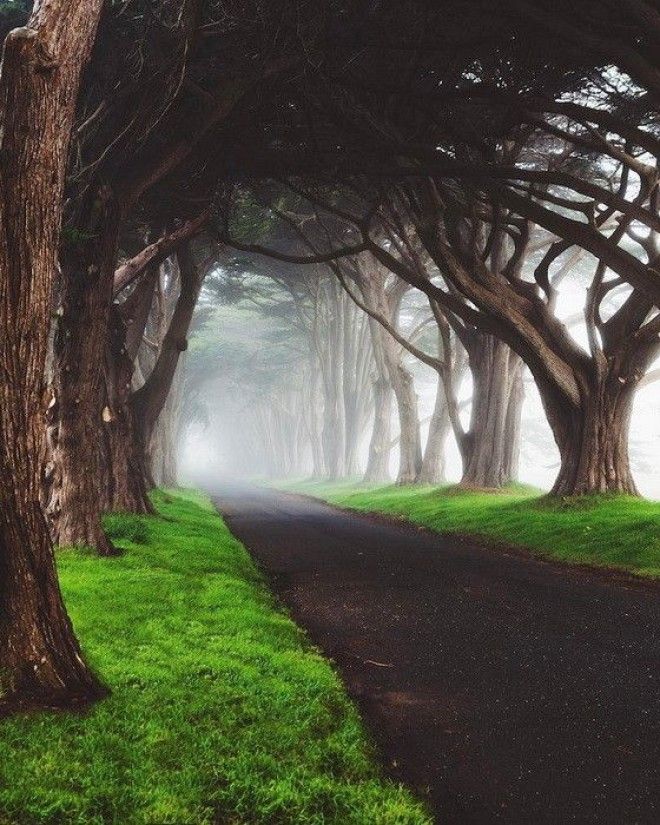 Тоннель из кипарисовых деревьев Калифорния США