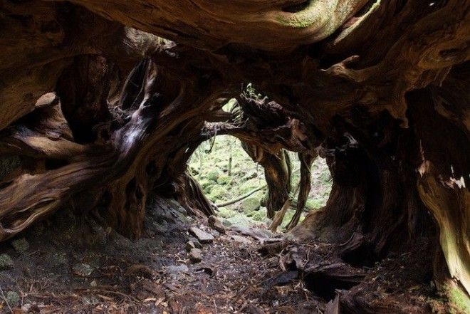 Тоннель образованный корнями деревьев Остров Якусима