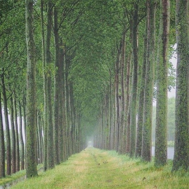 Тоннель из деревьев в Брюгге Бельгия