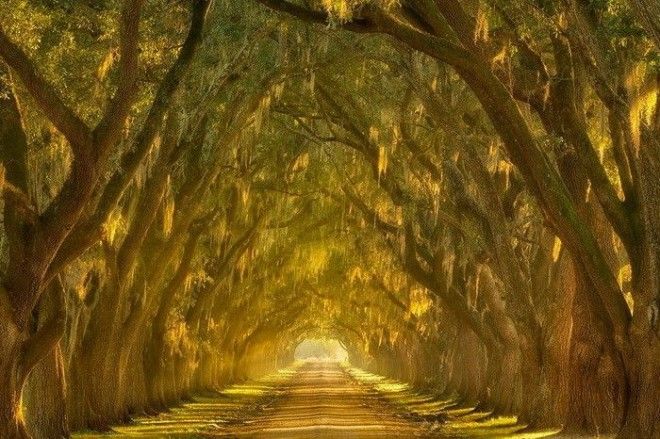 Тоннель деревьев Штат Луизиана США