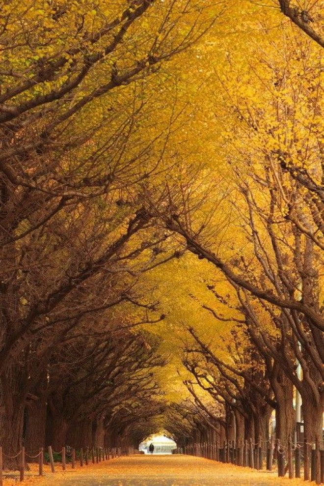 Тоннель из деревьев Токио Осенний вид