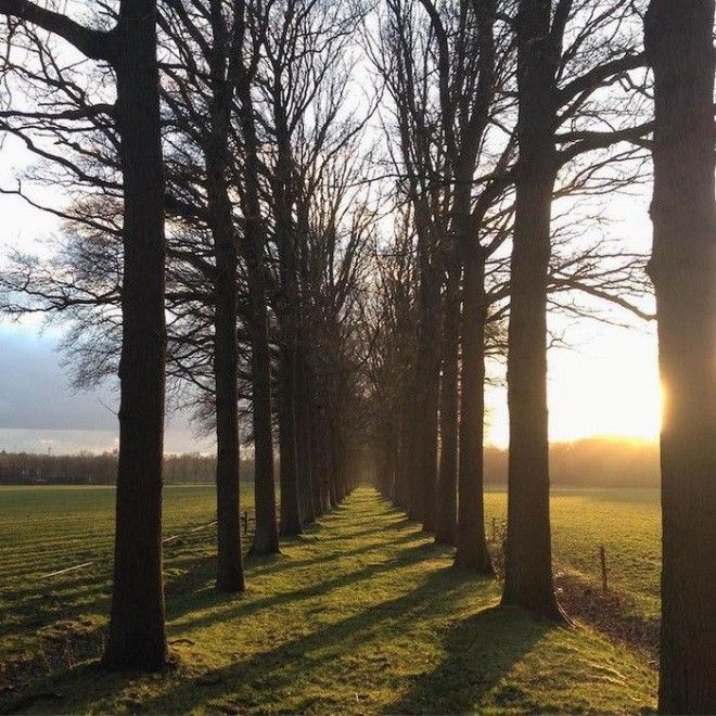 Тоннель из деревьев в Тилбурге Нидерланды
