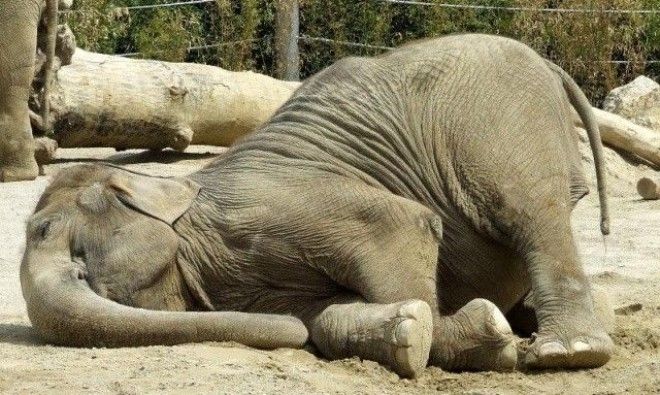 Картинки по запросу Как спят слоны