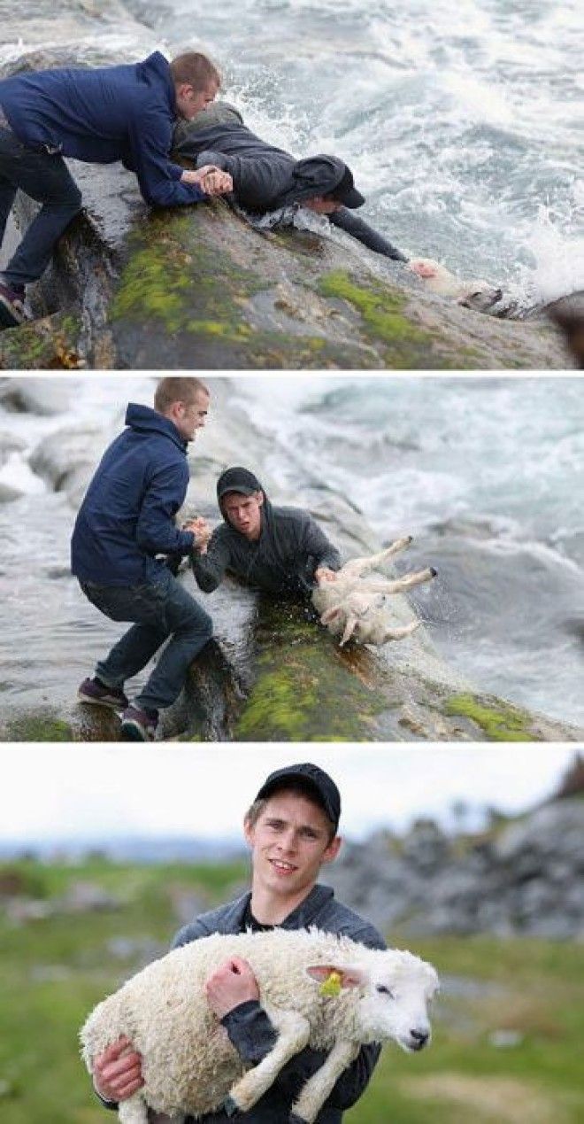 Два норвежских паренька спасли молодого козленка который тонул в океане