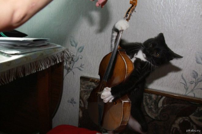 Картинки по запросу кот музыкант