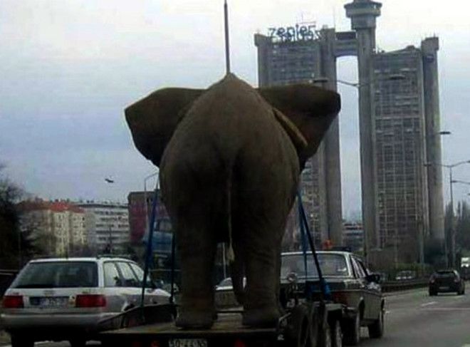 Транспортировка слона
