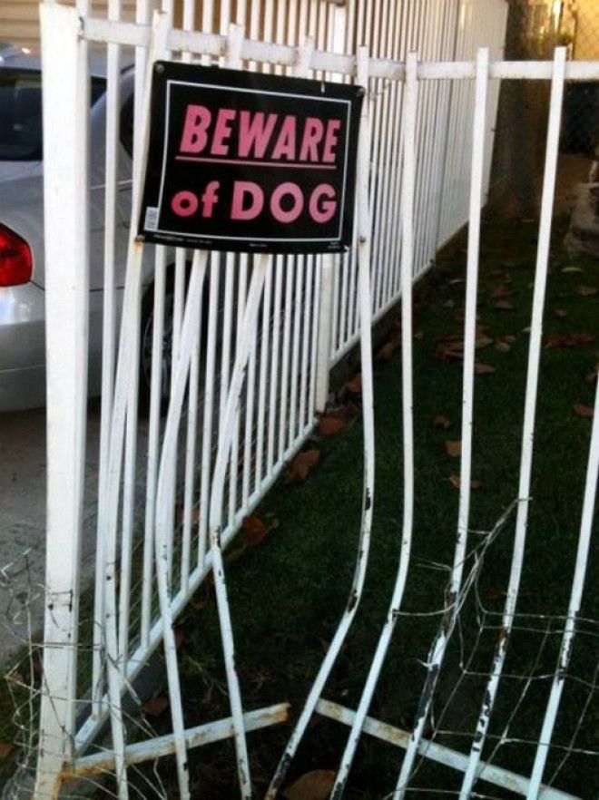 Остерегайтесь собаки