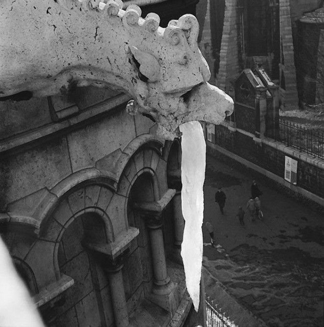 Французское юмористическое фото 1950х забавно рождение жанра смешное фото фотограф