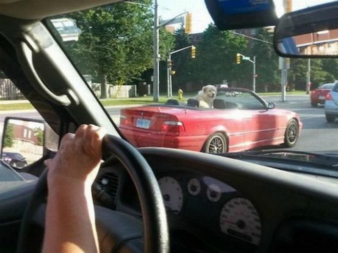 Собака в кабриолете