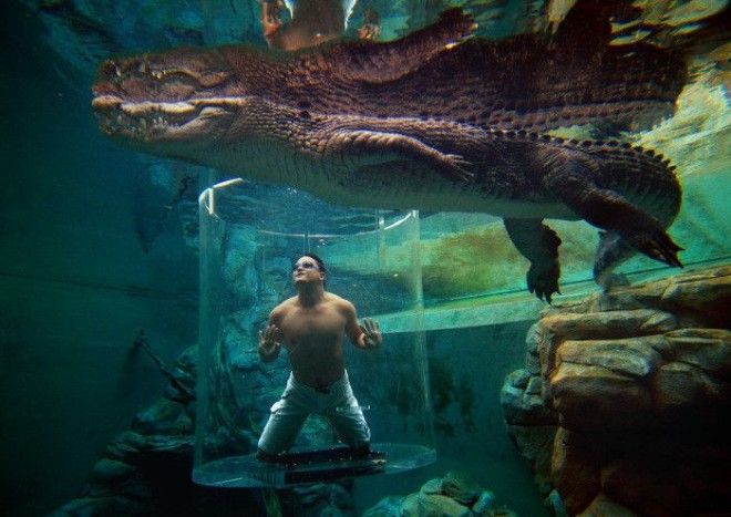 Удивительный бассейн в котором можно поплавать в нескольких сантиметрах от огромных крокодилов