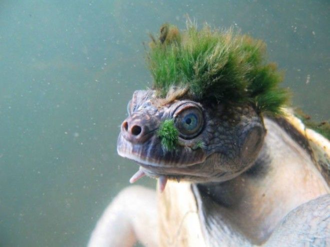 Черепаха реки Мэри с прической из водорослей