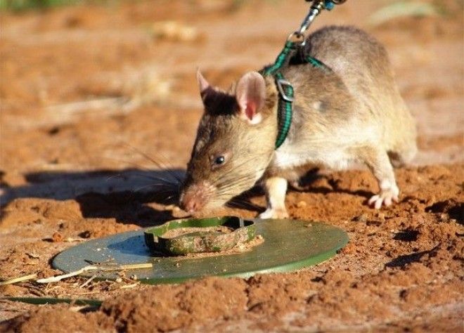 HeroRAT крысыгерои которые спасают человеческие жизни Источник фото Zooland