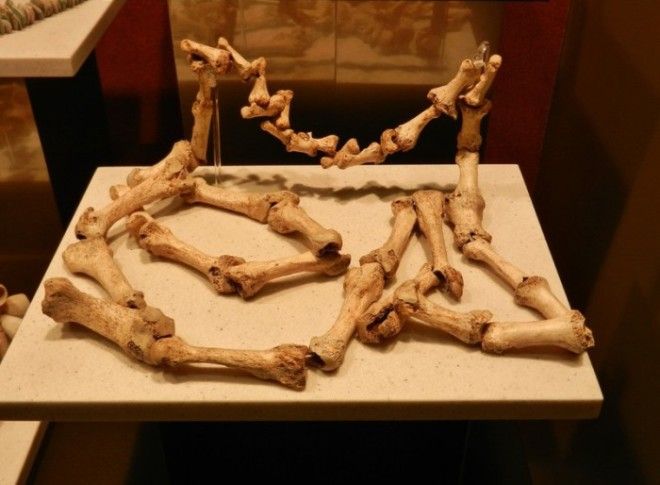 Ожерелье из костей рук и ног в Национальном музее антропологии Мексика Фото flickrcom