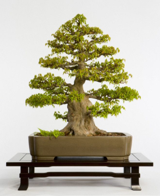 Дерево бонсай из коллекции Национального Дендрария США