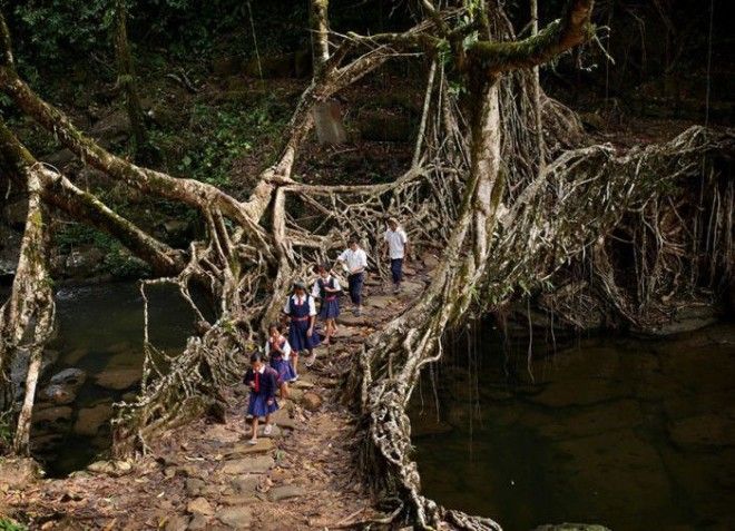 Индийские дети добираются в школу по мосту из корней деревьев