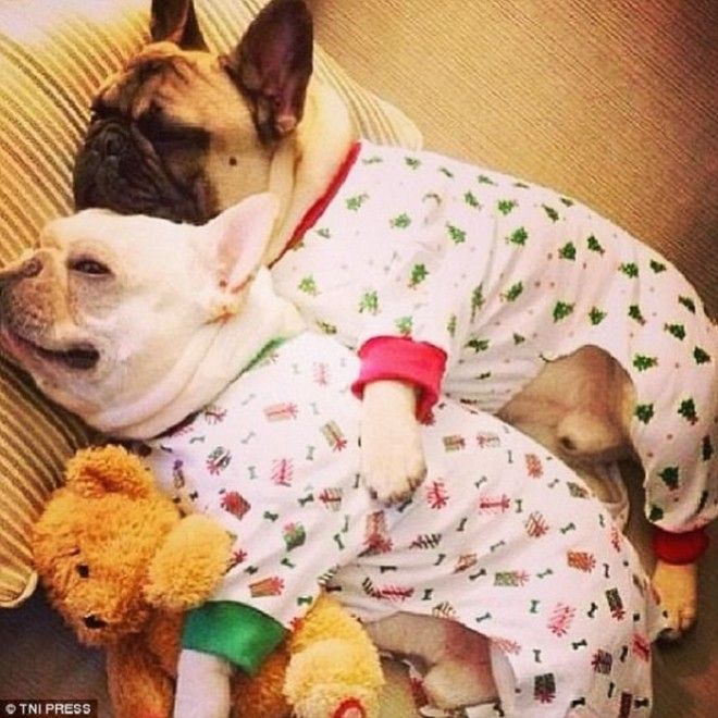 Быть модным даже во сне 24 щенка которых хозяева нарядили в забавные пижам