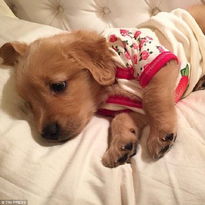 Быть модным даже во сне 24 щенка которых хозяева нарядили в забавные пижам