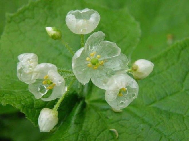 Удивительные цветы теряющие пигментацию в дождь