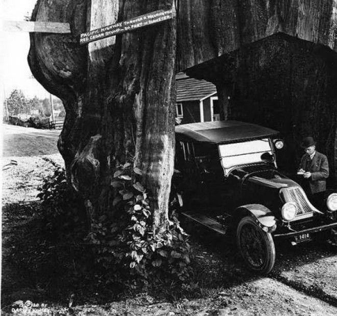 Участок Pacific Highway проложенный сквозь 6метровый пень красного кедра 1920 год Фото digitalcollectionslibwashingtonedu