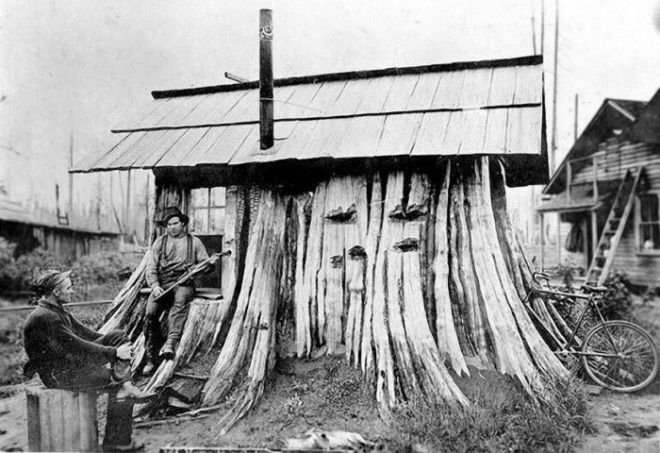 Кедровый пень приспособленный под дом 1901 год Фото boingboingnet
