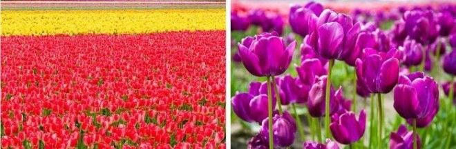 Цветение поля тюльпанов