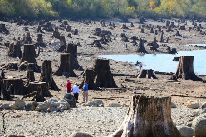 Пни деревьев срубленных больше века назад Озеро Ратлснейк штат Вашингтон Фото iamkupavalivejournalcom