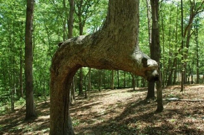 Дерево на севере Джорджии Фото forumgoncom