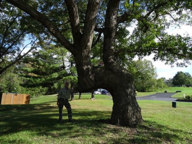 Дорожное дерево в штате Миссури Фото trailmarkertreecom