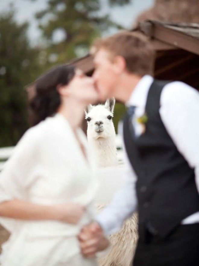 Ламы очень любят посещать свадьбы
