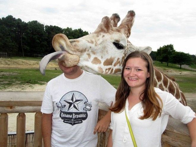 Жирафам тоже хочется быть в центре внимания