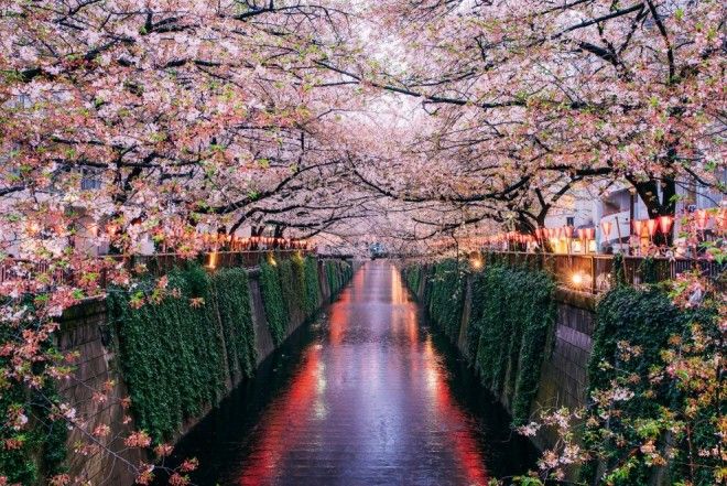 Цветение сакуры вдоль реки Мэгуро в Токио