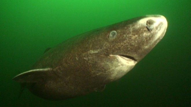 Гренландская акула самое долгоживущее животное на планете
