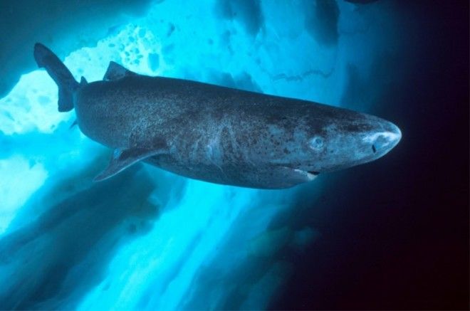 Гренландская акула самое долгоживущее животное на планете