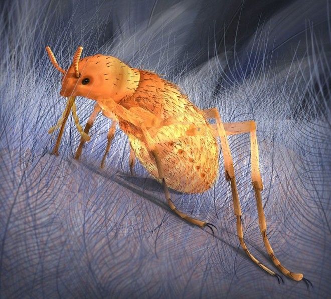 Гигантские блохи гигантские насекомые древние животные интересное история