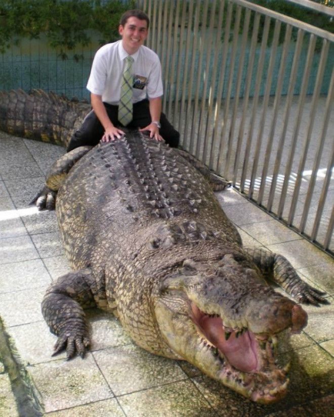 Огромный крокодил