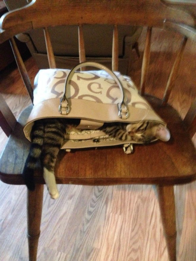 Кот в сумочке