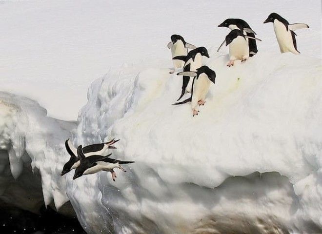 Про туризм на Антарктиду Это возможно
