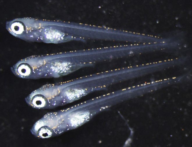 Генетически модифицированные животные рыбы и растения