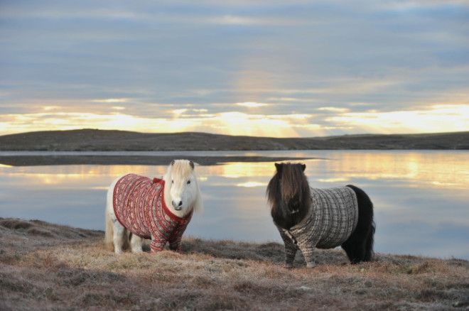 Милые пони в вязаных свитерах символ Шотландии