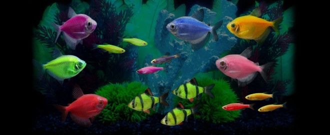 Генетически модифицированные животные рыбы и растения